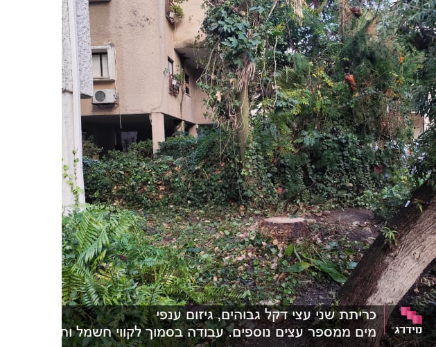 גזע עץ כרות עם צמחייה מסביב
